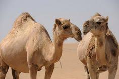 This year, riyadh, the capital of saudi arabia, is all set to host a major camel festival. Camel Beauty Contest