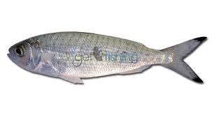 Fish Identification Species Id Australia Get Fishing