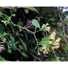 Image result for Senecio deltoideus