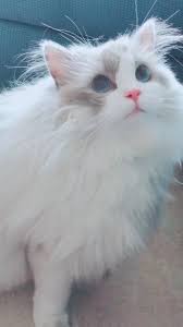 Keep A Ragdoll Cat Growth Chart How To Make One Ragdoll Ragdollcats Catsandkittens Growth Catsgrowth In 2020 Ragdoll Kitten Silly Cats Beautiful Cats