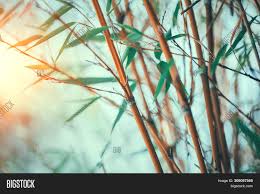 Bamboo can be used to create screening, add height to a border, create a focal point or simply pop in a container on a balcony. Bamboo Bamboos Forest Image Photo Free Trial Bigstock