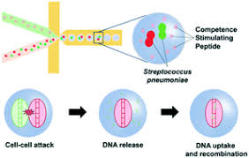 Higher efficiency cells are more important if you will be transforming with. Femtoliter Droplet Confinement Of Streptococcus Pneumoniae Bacterial Genetic Transformation By Cell Cell Interaction In Droplets Lab On A Chip Rsc Publishing