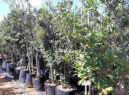 Image result for Rapanea melanophloeos