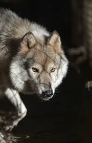 Wolf In Rescue Wolf Life Wolf Dog Wolf Eyes