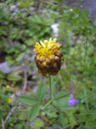 Image result for Trifolium isthmocarpum