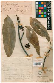 Image result for Garcinia acutifolia