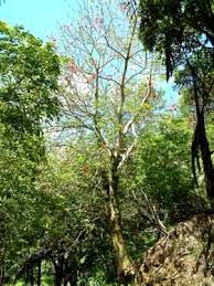 Image result for Erythrina excelsa