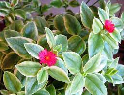 Baby Sun Rose Heart Leaf Ice Plant Trailing Succulent Flowering Pink Aptenia Cordifolia Variegata Ice Plant Planting Roses Plants