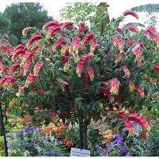 Image result for Justicia lithospermoides