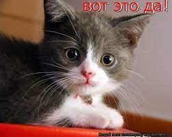 Котоматрица: вот это да! вот это да! вот это да! вот это да!