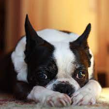 What Do Most Boston Terriers Die From 3 Common Reasons Boston Terrier Society