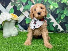Check spelling or type a new query. F1b Mini Goldendoodle Dog Male Red 3154883 Petland Athens Oh