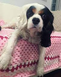 Jessie King Charles Cavalier Spaniel Puppy Cavalier King Charles King Charles