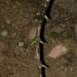 Image result for Belonophora