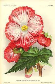 Begonia Botanical Flowers Botanical Drawings Botanical Prints