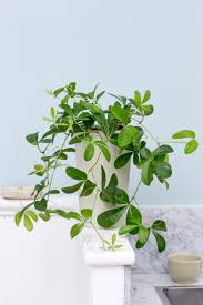 Image result for Rhoicissus