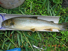 Bull Trout Wikipedia