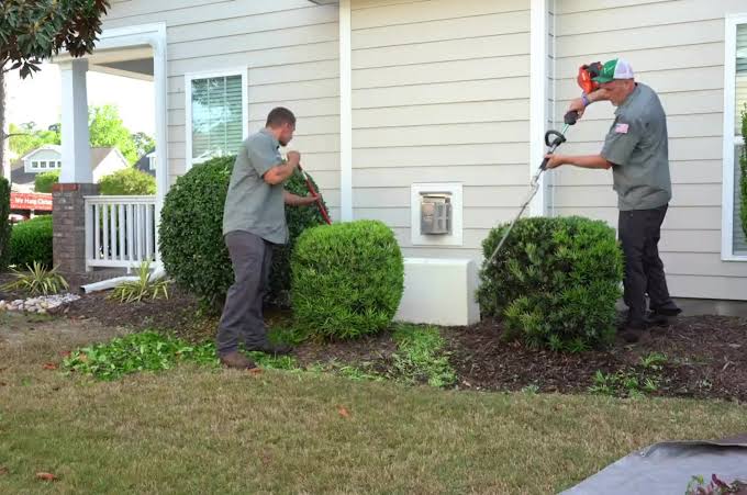 Shrub Pruning