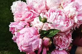 We have now placed twitpic in an archived state. Aaa Photo Session Flowers Your Aaa Network