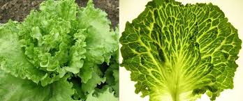Image result for Lettuce Green 1977 Hussmann