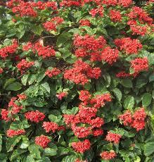 Image result for Clerodendrum splendens