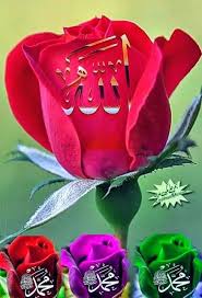 Find pictures of over 1,000 flowers with names on my pinterest board. Pin On Allah Wallpaper
