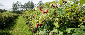 Taillez après la dernière récolte en fin d'automne l'extrémité des tiges ayant porté des fruits. Reussir La Taille Des Framboisiers Tout Savoir Allojardin Com