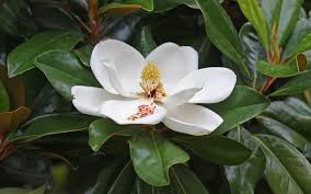 È importante quindi valutare la densità di piante nel momento della messa a dimora. Magnolia Grandiflora Wikipedia