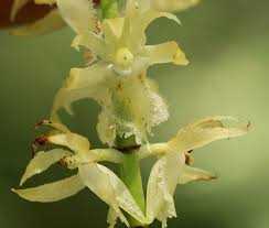 Image result for Diaphananthe