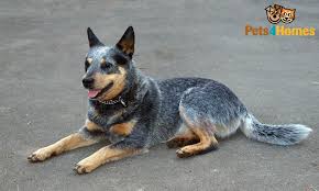 1 of 4 male puppies available. Australian Cattle Dog Dog Breed Facts Highlights Buying Advice Pets4homes