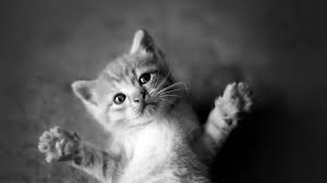 Download cute cat wallpaper for samsung wallpapers to your mobile. Cute Cat Wallpaper Hd For Mobile Novocom Top