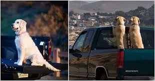 Check spelling or type a new query. Organization Warns Over 100 000 Dogs Die Riding In Truck Beds Each Year