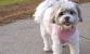 Shih Apso