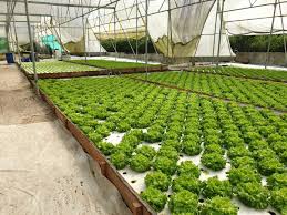 Dwc Board Xps Polystyrene Floating Raft For Nft Hydroponic China Dwc System Floating Raft Made In China Com