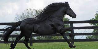 Maybe you would like to learn more about one of these? Frederik The Great Horse Beautiful Horse Coming To New York City For Rolex Central Park Horse Show
