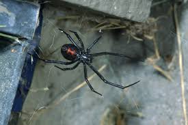 Very often the black widow will not inject any venom into the. Black Widows Are Rarely Seen But They Are Plentiful