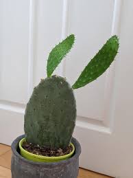 Ocotillo is confused with cacti because of where it grows and also because of its thorns. My Cactus Is Growing Bunny Ears Cactus