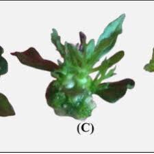 Illustrative flow chart depicting the in vitro regeneration of gerbera...