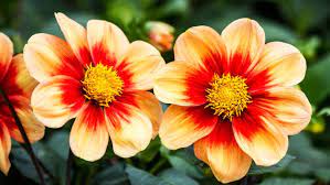 Gerade weil die farben der dahlien so vielfältig sind und auch in der höhe des blütenstandes und der größe der blüten variieren, gibt es sicherlich auch eine dahlie, die. Dahlien Pflanzen Pflegen Und Uberwintern Ndr De Ratgeber Garten Zierpflanzen