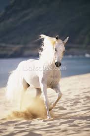 You can also upload and share your favorite white horse wallpapers. White Horse On The Beach Wall Mural Wallsauce No