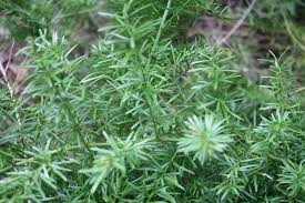 Image result for A. densiflorus Sprengeri