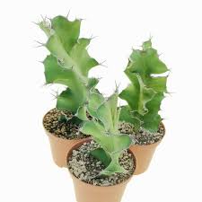 Image result for Euphorbia halipedicola