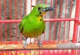 Cara Mudah Merawat Cucak Ijo Trotol Agar Cepat Gacor