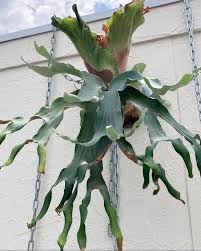 Image result for Dipcadi platyphyllum