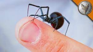 Bites can produce muscle aches, nausea, and paralysis of the diaphragm. Will It Bite Black Widow Challenge Youtube