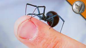 Other tiny insects like fleas and mosquitos are far more likely to have caused a. Will It Bite Black Widow Challenge Youtube
