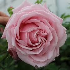 Robert bayse, mathematics professor at texas a&m and released in 1988, named after a friend's daughter. Belinda S Dream