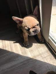 Maybe you would like to learn more about one of these? French Bulldog Puppies For Sale In Texas Home Facebook