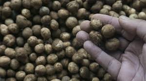 Image result for Vigna subterranea