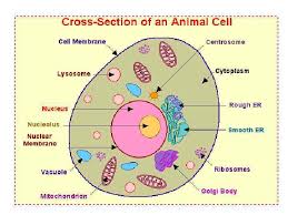 These cellular organelles carry out specific functions that are necessary for the normal functioning of the cell. Cytosol Cytoplasm Refers To The Jelly Like Material With
